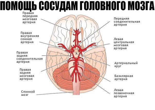 Помощь сосудам головного мозга