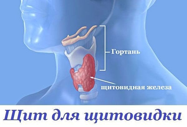Щит для щитовидки Щит для щитовидки